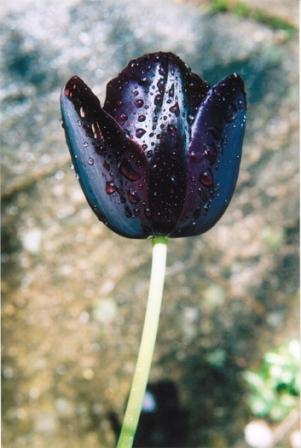Rebecca Phillipson photo